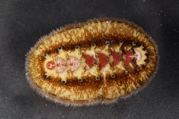 Media type: image;   Malacology 384364
